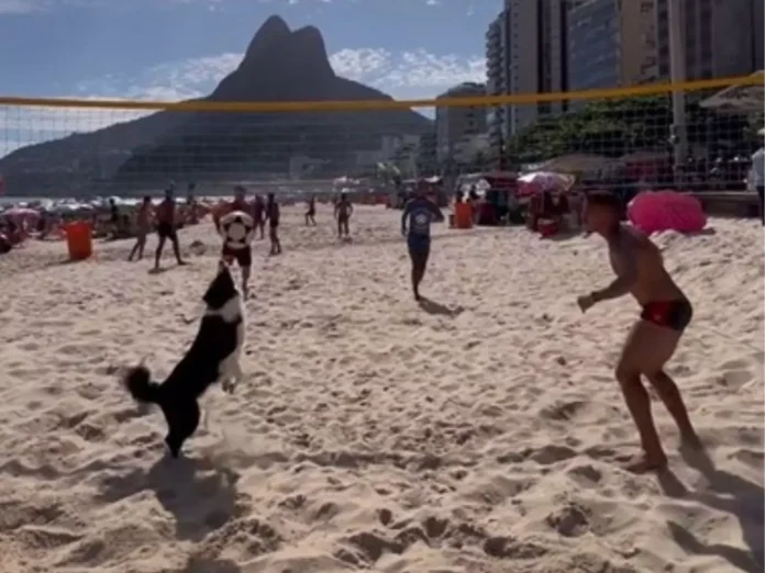 Cachorro atleta dá aula no futevôlei e encanta: ‘jogador profissional’