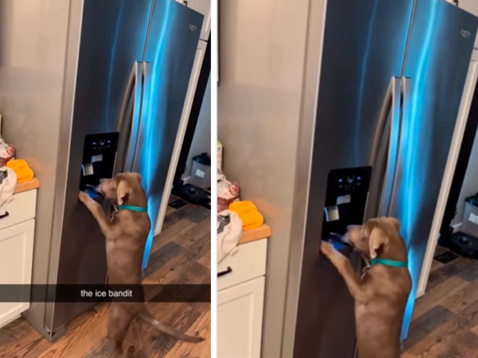 Labrador aprende a fazer gelo e viraliza na internet