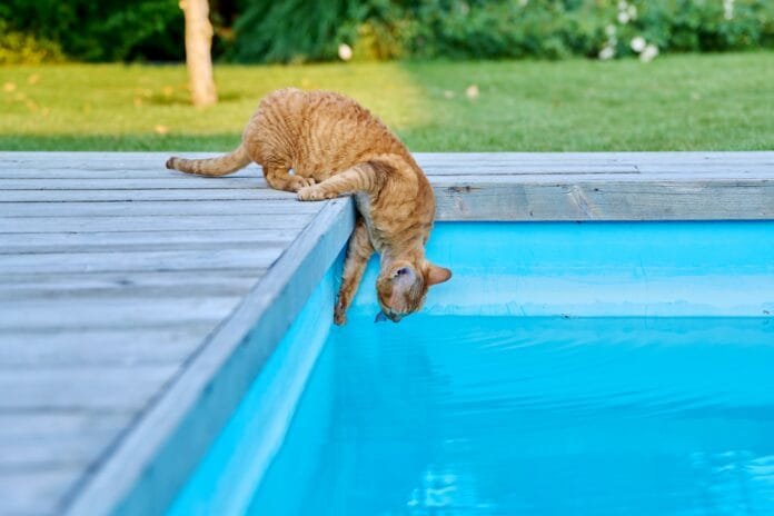 Mas, afinal, gatos sabem nadar?