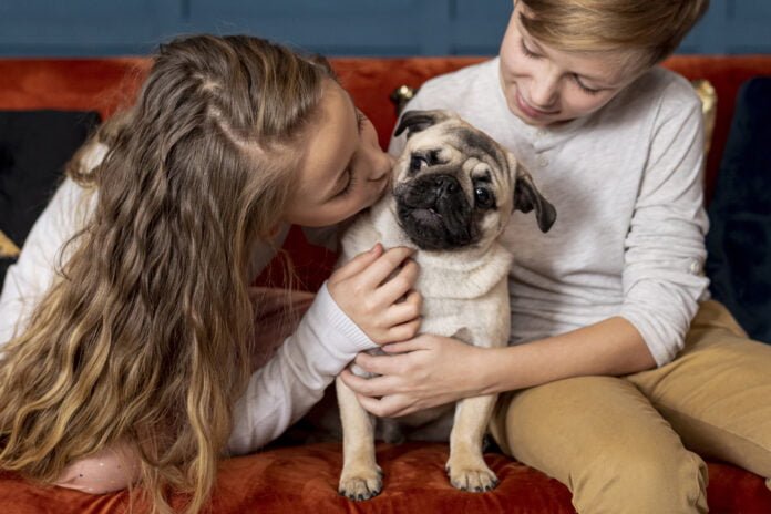 Socialização de cães reativos