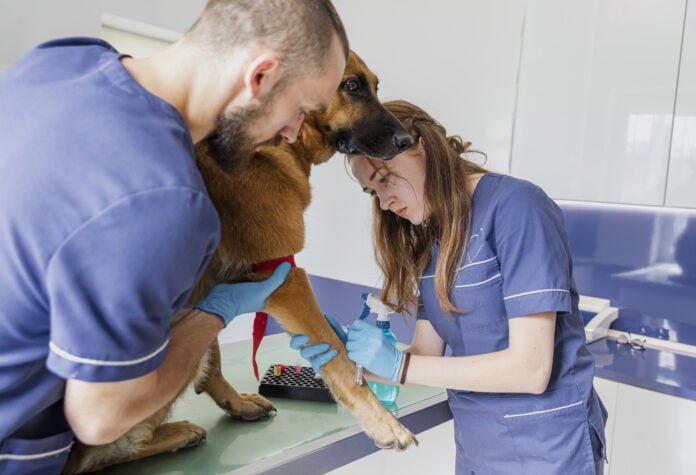 Fisioterapia promove uma nova esperança para a reabilitação de pets e tutores