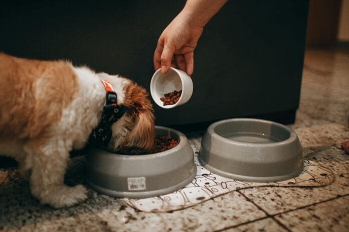 Profissional explica o papel dos probióticos no organismo dos pets