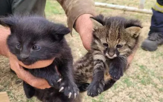 Gato-palheiro resgatado no Pantanal é chance de preservar espécie