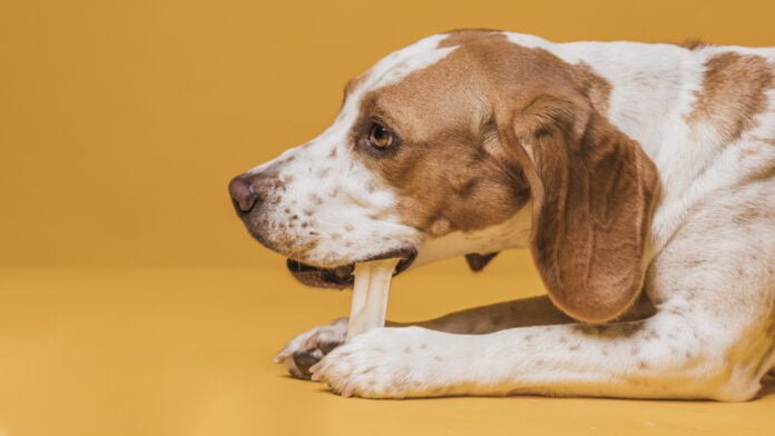 Posso usar biscoitos diariamente como recompensa ou agrado para meu cão? Veterinária e adestrador esclarecem dúvidas de tutores