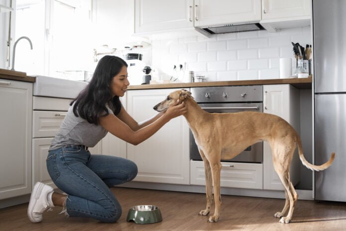 Como se preparar para cuidar dos pets durante a onda de calor?