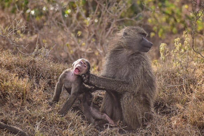 Concurso que premia foto mais engraçada de animais selvagens anuncia finalistas