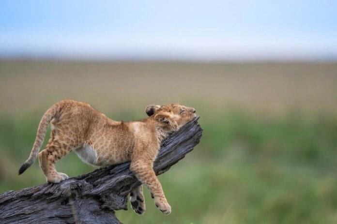 Concurso que premia foto mais engraçada de animais selvagens anuncia finalistas