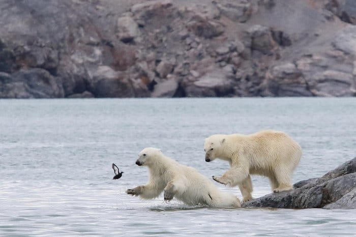 Concurso que premia foto mais engraçada de animais selvagens anuncia finalistas