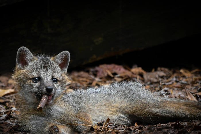 Concurso que premia foto mais engraçada de animais selvagens anuncia finalistas