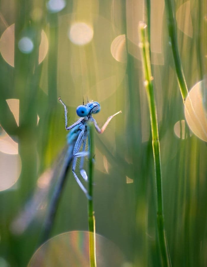 Concurso que premia foto mais engraçada de animais selvagens anuncia finalistas