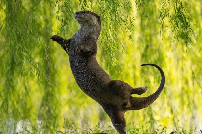 Concurso que premia foto mais engraçada de animais selvagens anuncia finalistas