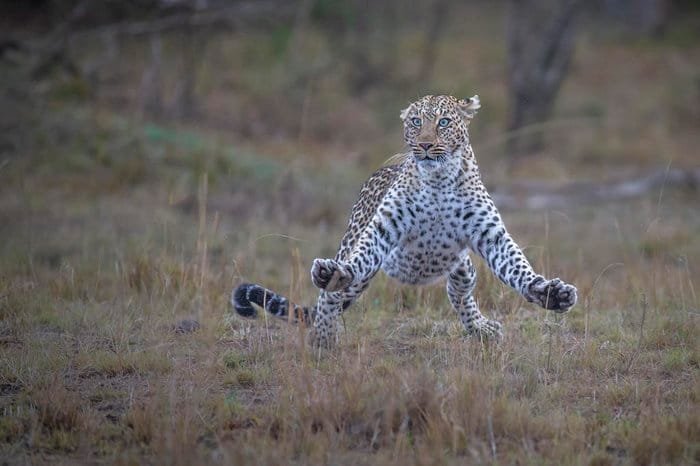 Concurso que premia foto mais engraçada de animais selvagens anuncia finalistas