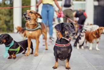 Pet Day e 