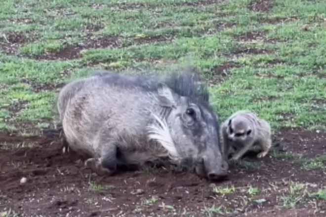 Timão e Pumba existem na vida real