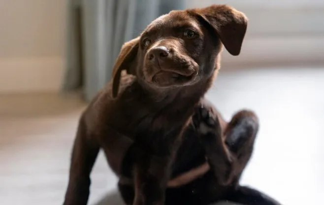 Dermatite atópica canina: impactos no conforto e na saúde do seu pet