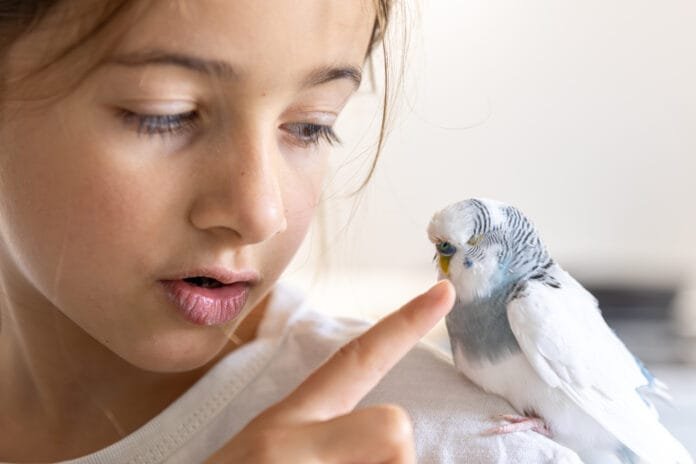 Como a calopsita dorme? Conheça os hábitos de sono dessa ave