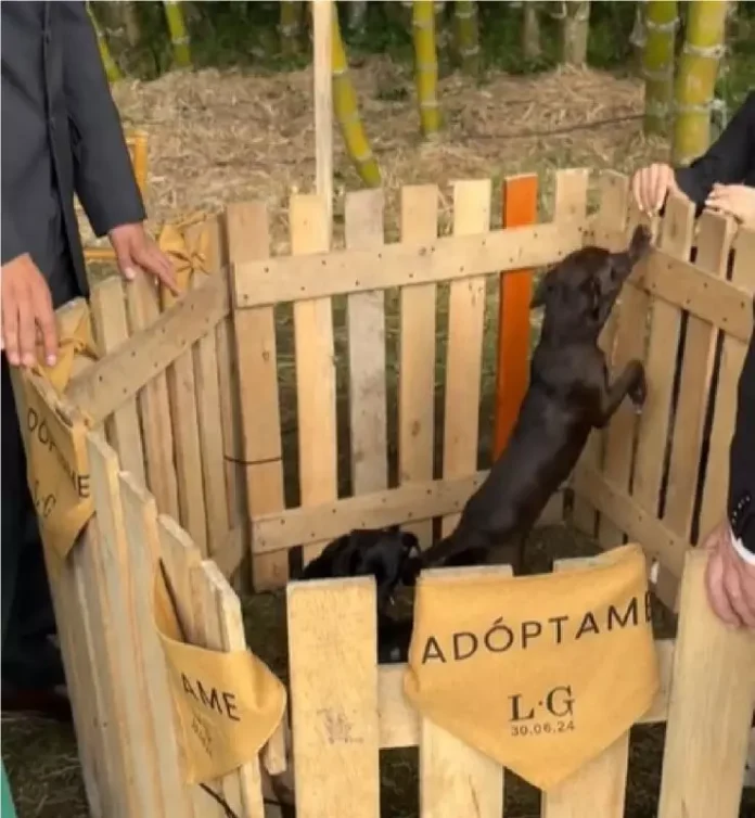 Veterinária faz casamento temático em fazenda com adoção de filhotes de cachorro