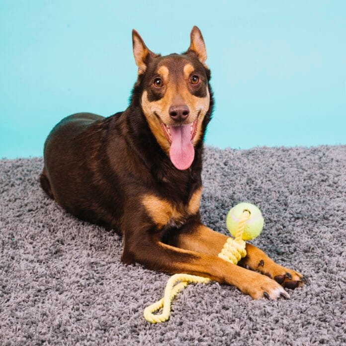 Experimento mostra que cães lembram nomes de brinquedos por 2 anos