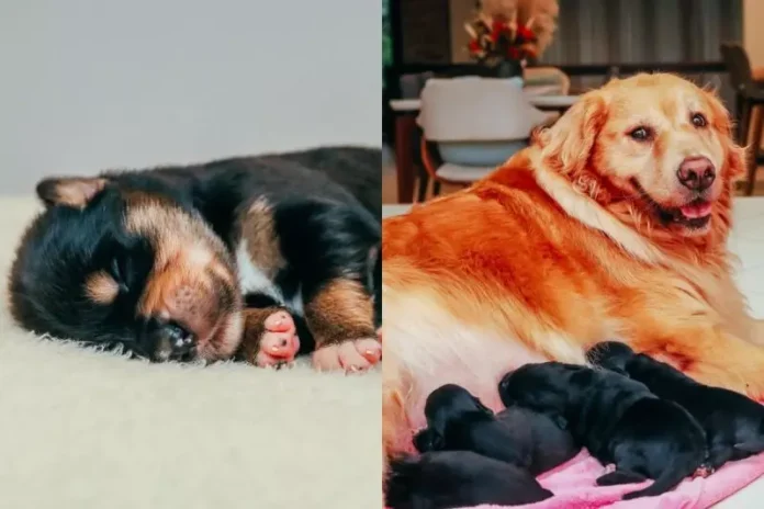 Amor sem limites: golden retriever tem filhotes de shih tzu e viraliza em SC