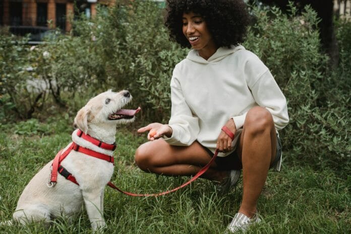 Cães compreendem o significado das palavras ou respondem sinais contextuais?