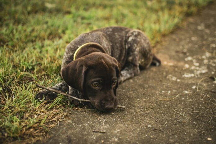 7 formas de evitar que o cachorro fique entediado sozinho