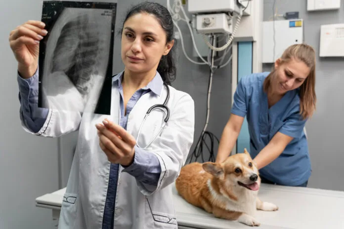 Mercado de trabalho na Radiologia Veterinária