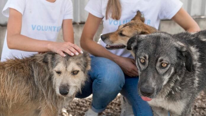 RS tem mais de 3 mil animais em abrigos à espera de adoção