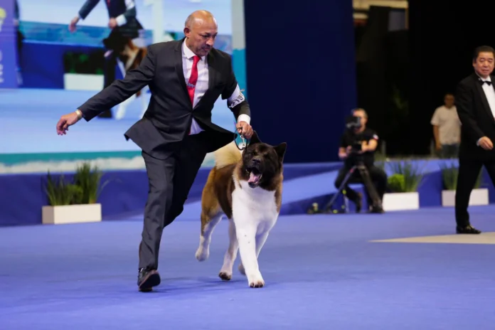 Cães de raças raras participam de exposição internacional em Fortaleza