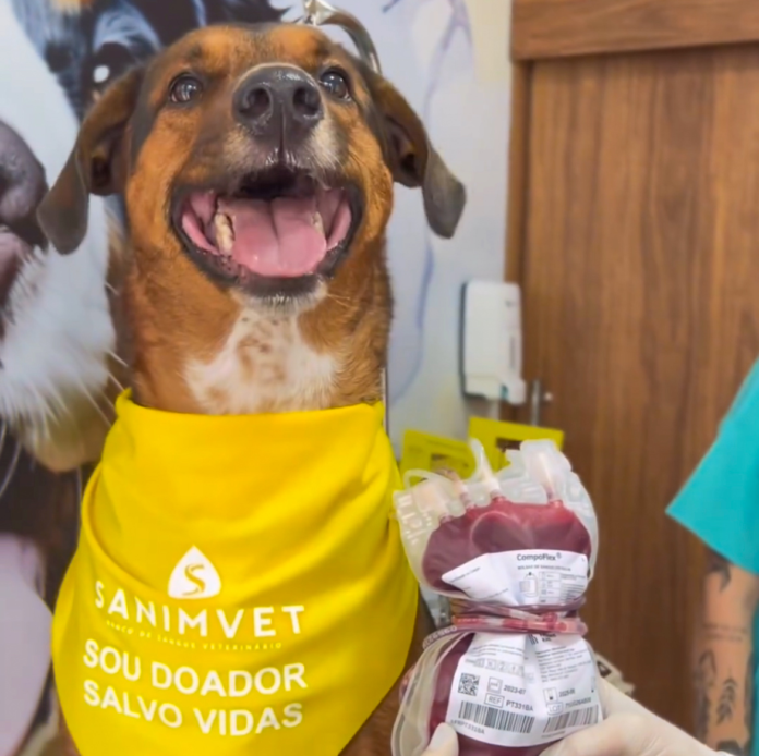 Patinha Vermelha promove doação de sangue para cães no Butantã Shopping