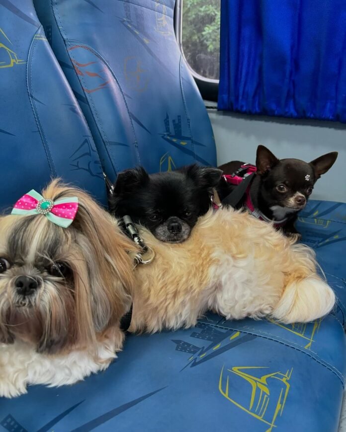 Segundou com o ônibus escolar de cães: A rotina dos pets que encantou a internet