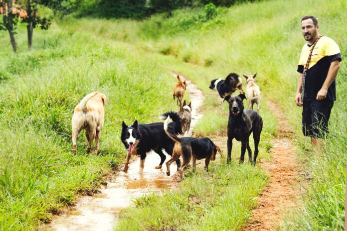 Os benefícios de farejar para os cães