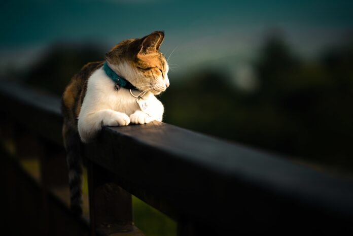 Seu gato mia na lua cheia? Como as fases da lua influenciam a vida e o comportamento dos pets