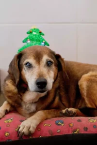 Cachorros idosos da Dibea fazem ensaio fotográfico de Natal: ‘Adote um bom velhinho’
