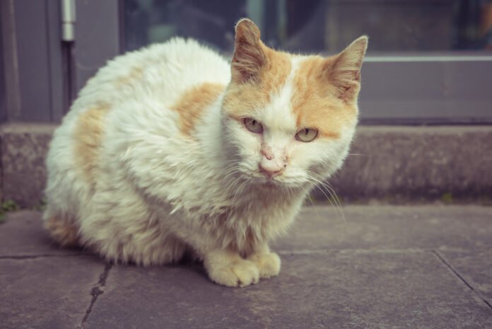 Saiba como cuidar da saúde de cães e gatos no período chuvoso