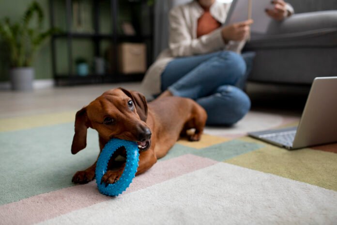 Veja a importância dos brinquedos para os animais de estimação