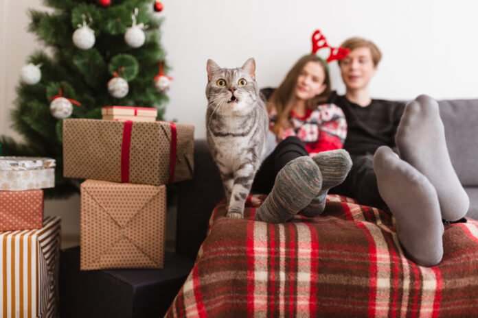 Árvores de Natal e gatos: como evitar desastres e garantir a magia da data