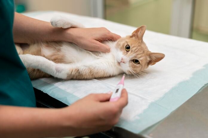 Insuficiência renal em cães e gatos: causas, sintomas e tratamento