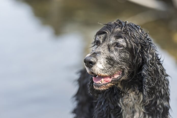 Cães idosos: Como se preparar para cuidar dos animais nesta fase?