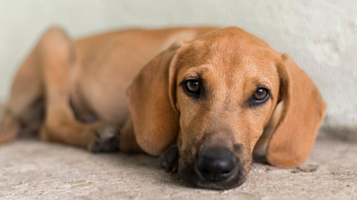 Ansiedade canina: veterinária explica como transtorno age nos pets