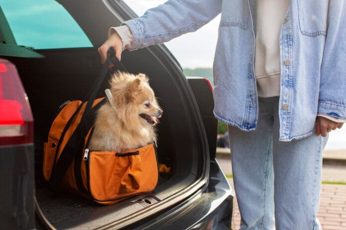 Transforme o pet em um ótimo passageiro no carro