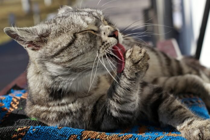 Seu gato vomita bolas de pelo? Veja dicas para prevenir a formação dos tricobezoares