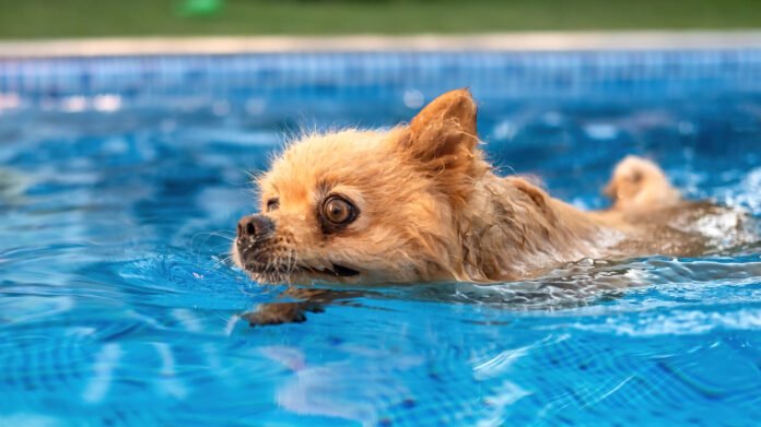 Pet na piscina? Atente-se à segurança e higiene