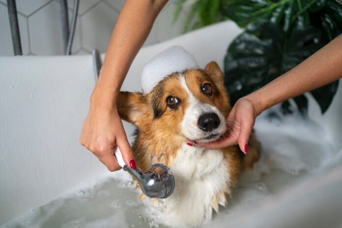 Pode dar banho com shampoo de gente em cachorro?