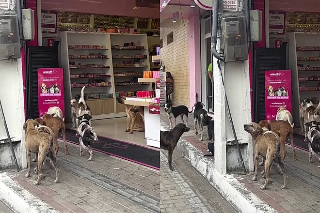 Sem ração, cães protestam em frente de loja no Ceará