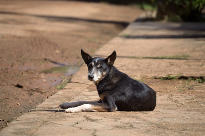 Legislação cria lei dura para quem abandonar animais em estradas