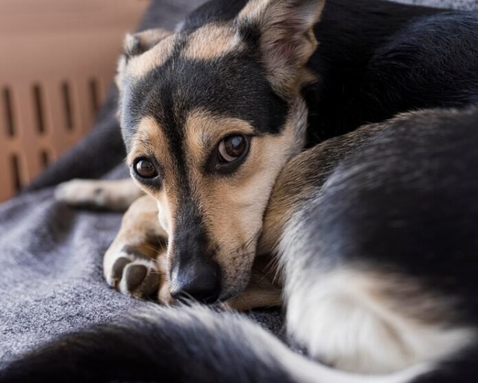 Fogos de artifício: pesquisa da Petlove aponta que quase 40% dos tutores do Brasil já perdeu um pet em decorrência dos rojões com estampido