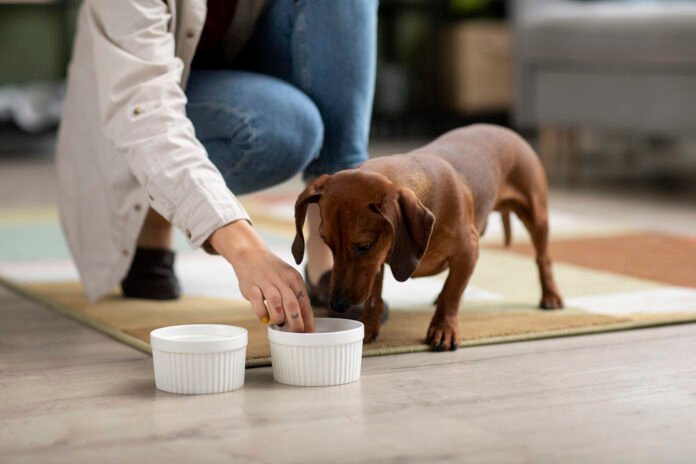 Saiba o que os pets não podem comer no fim do ano