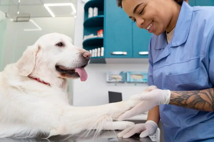CCJ aprova destaque que reduz impostos sobre serviços médicos-veterinários em 60%