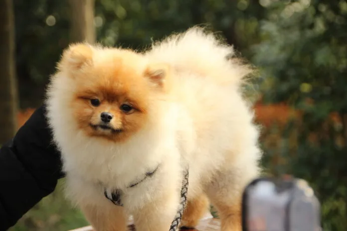 Cachorros da ‘terceira idade’: As raças que vivem mais tempo