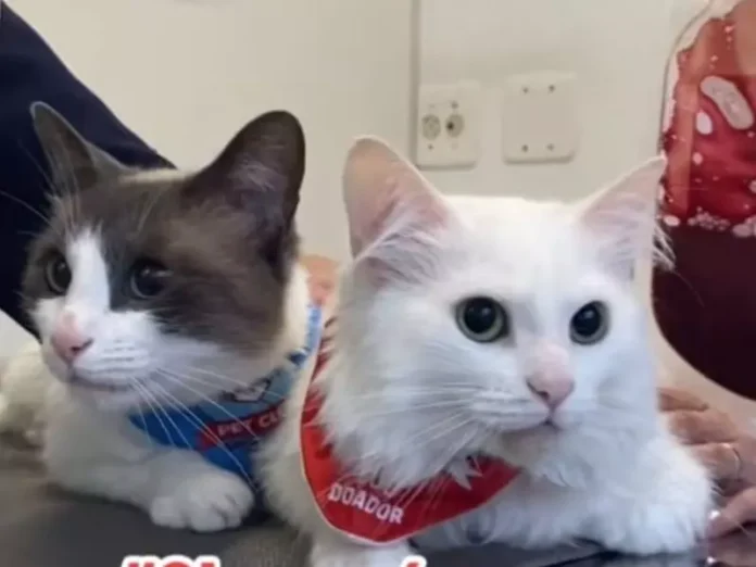 Gatos do RS mostram que doar sangue é realmente um ato de amor